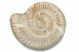 Polished Jurassic Ammonite (Perisphinctes) - Madagascar #378957-1